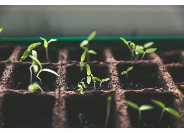 Procés de germinació de llavors en Taules de cultiu